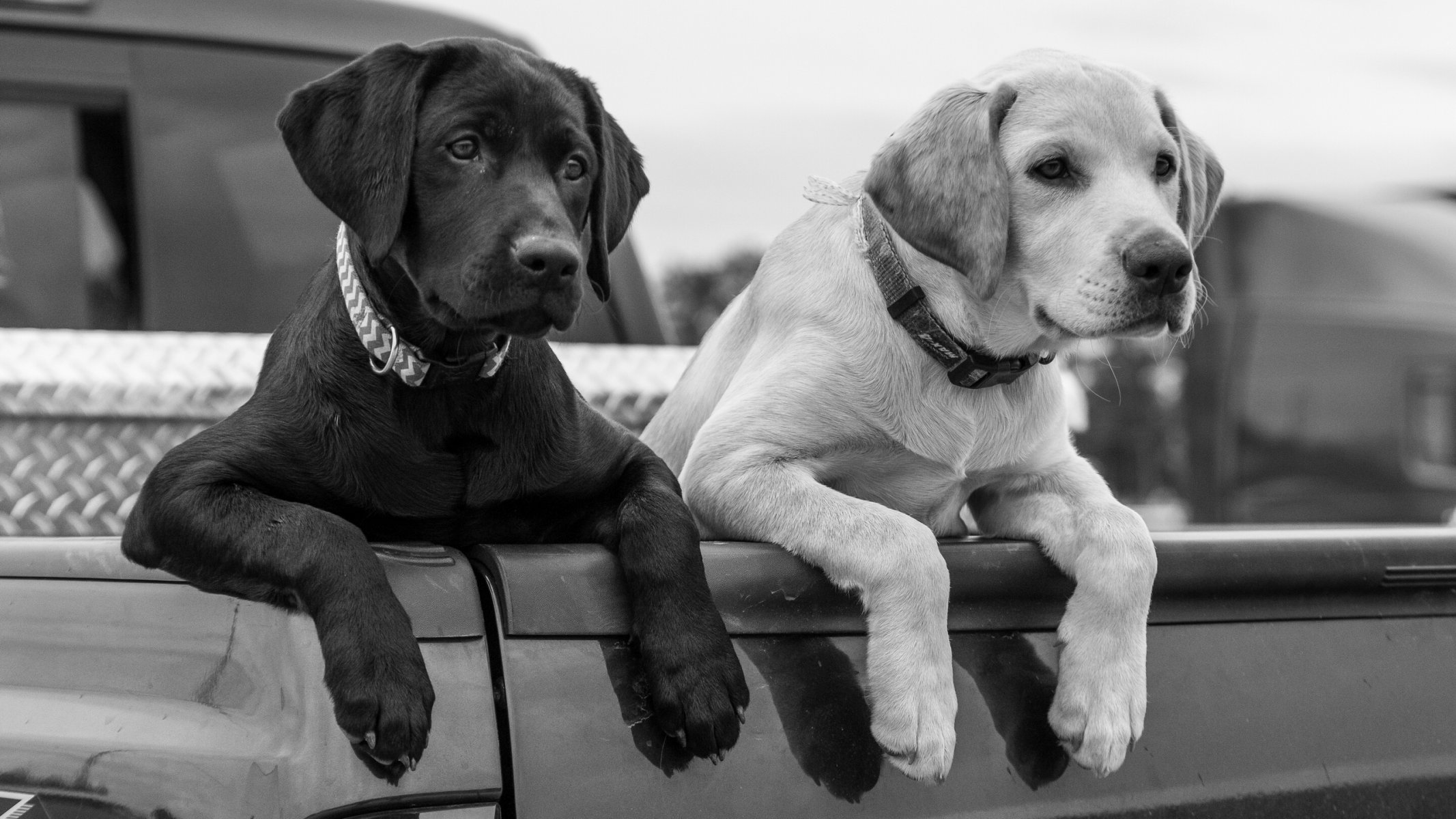 labrador retriever perros cachorros patas cuerpo