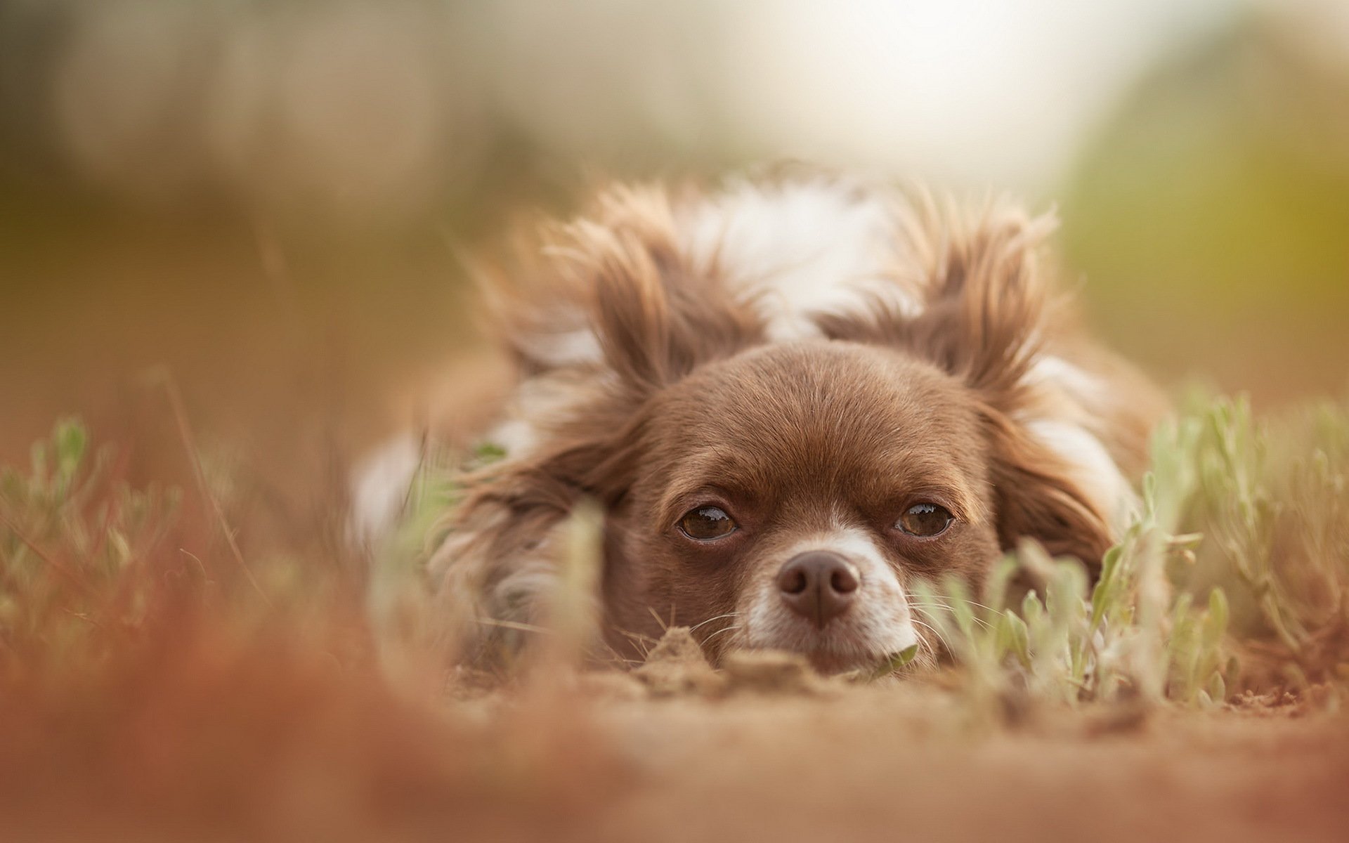 chien regard ami