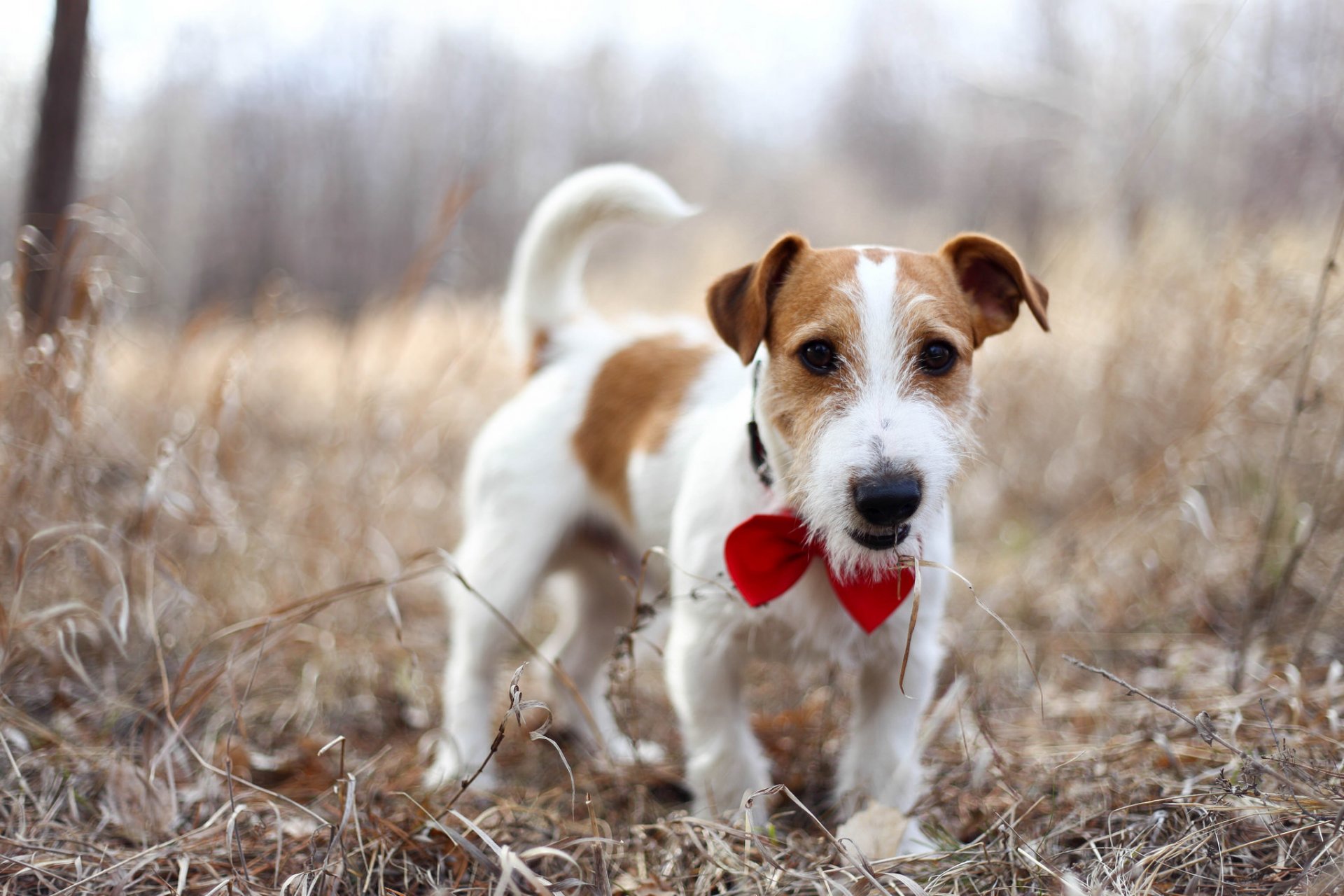 jack russell terrier pies przyjaciel