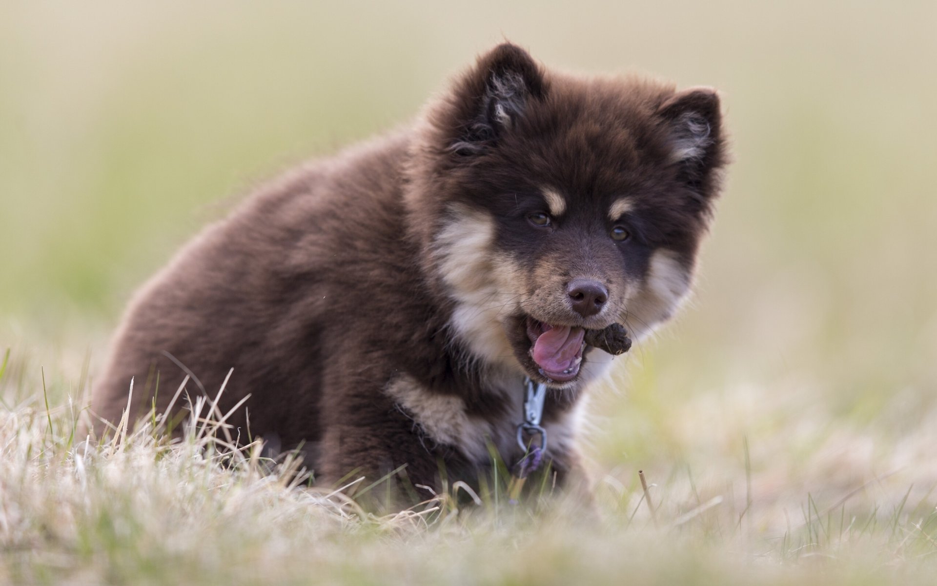 lapphund finlandais husky lopar finlandais chien chiot