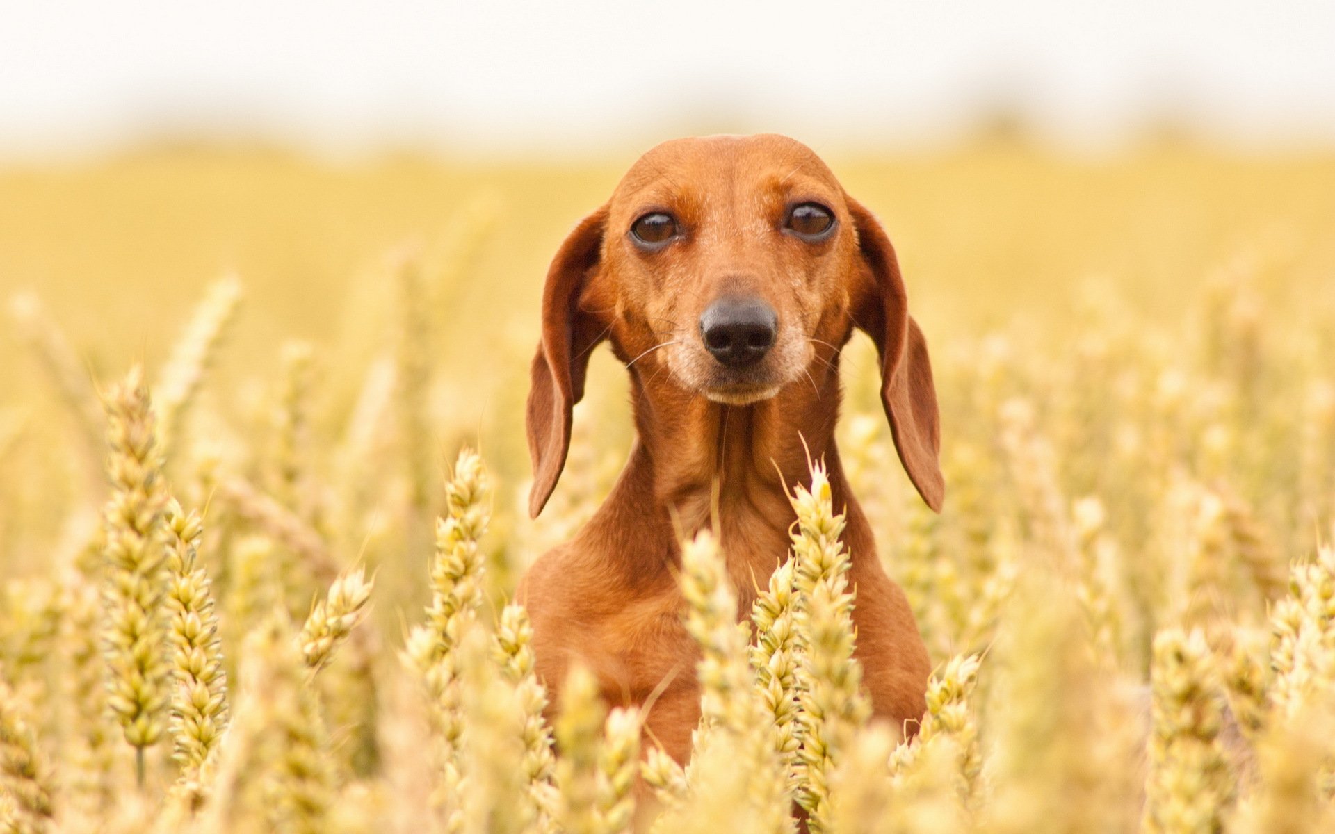 chien regard ami