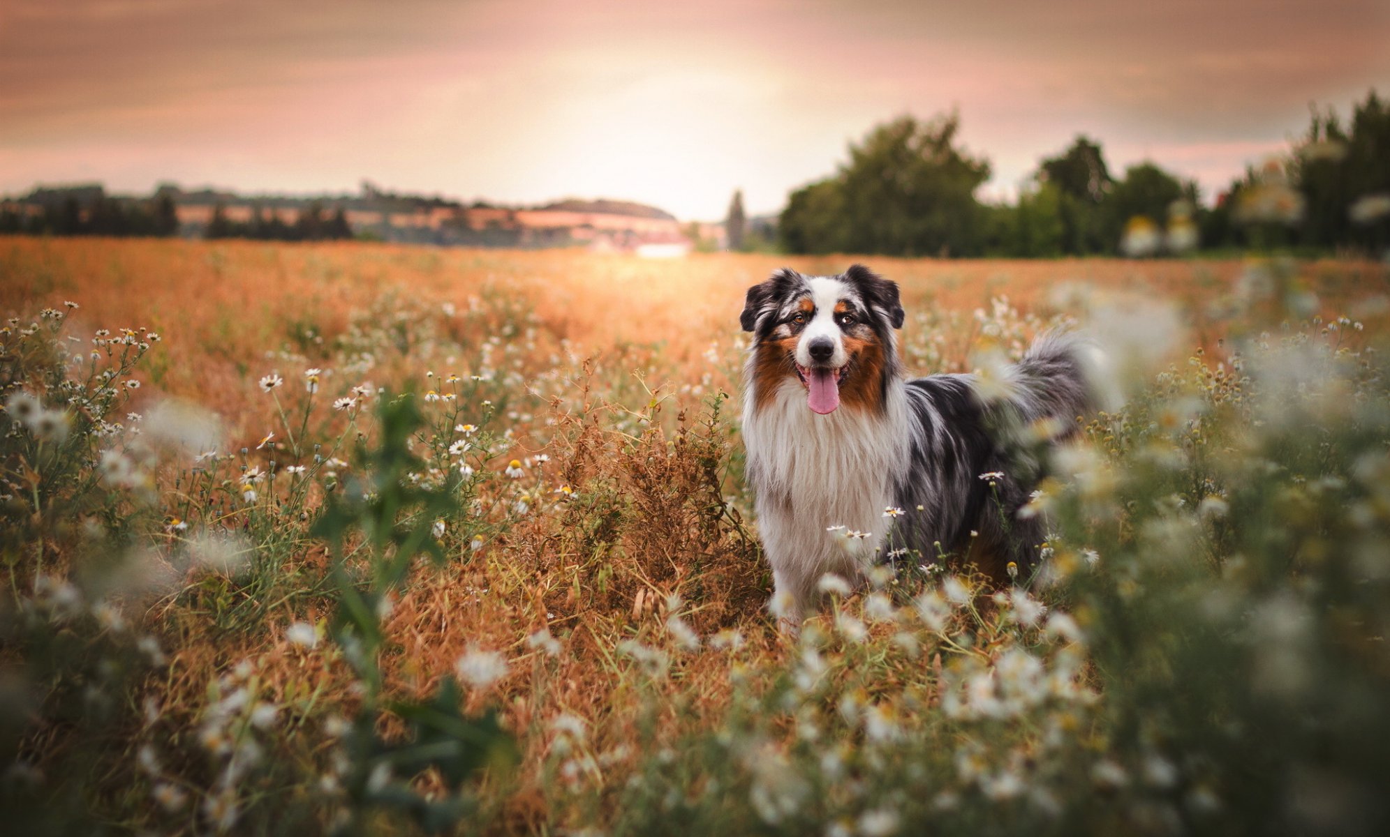 perro mirada amigo verano naturaleza