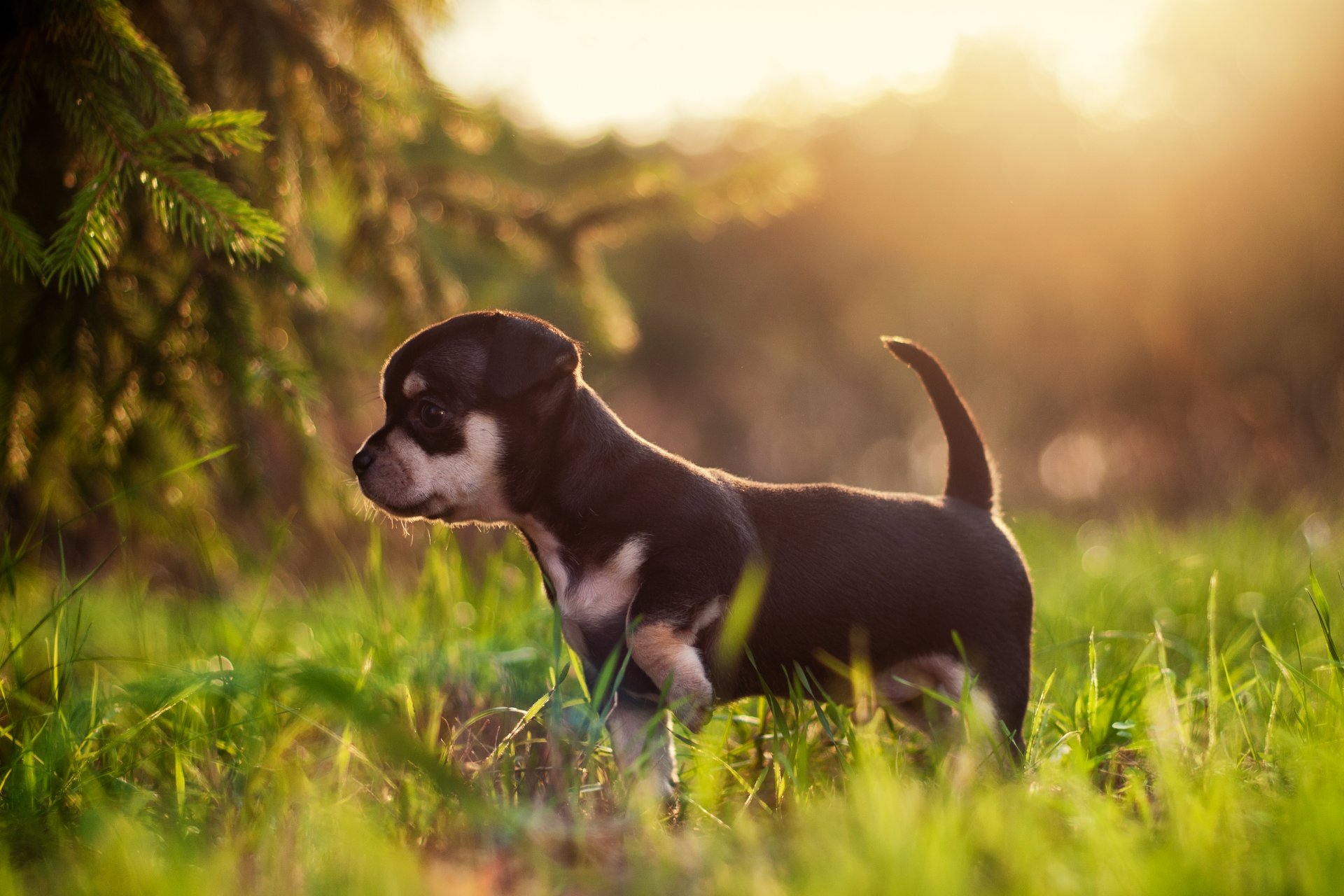 chiwawa animal chien chiot herbe matin