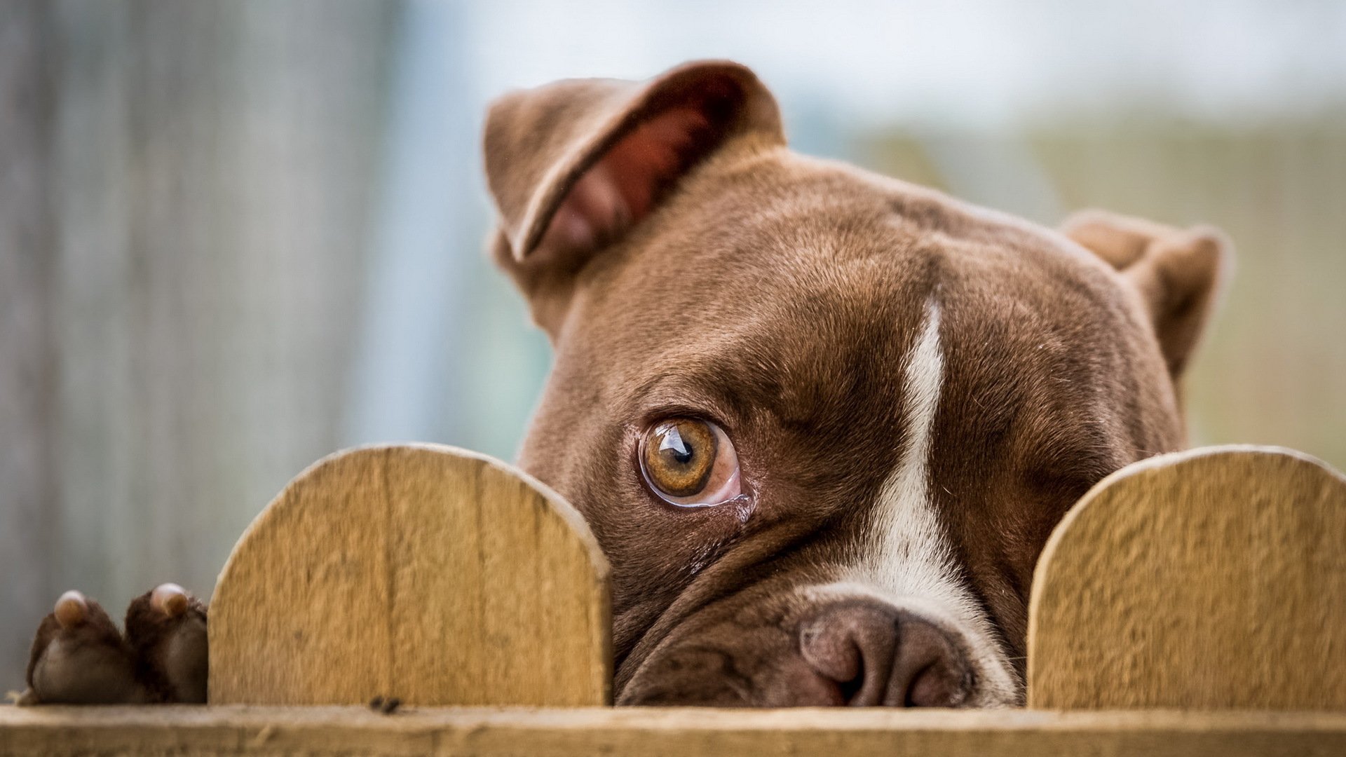 hund blick freund