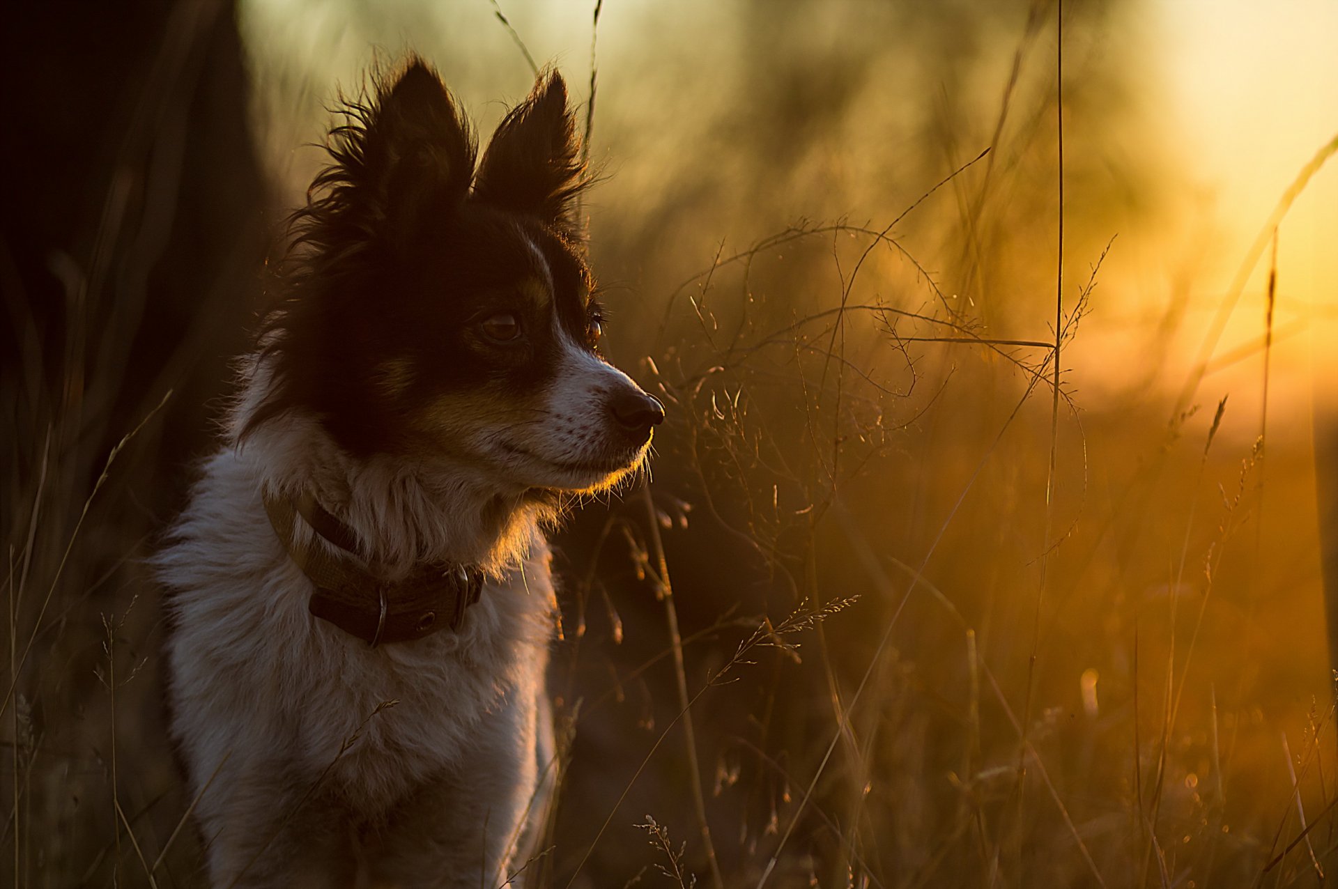 perro mirada amigo