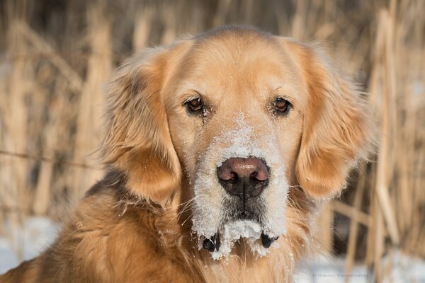 Golden Retriever con un hocico cubierto de nieve