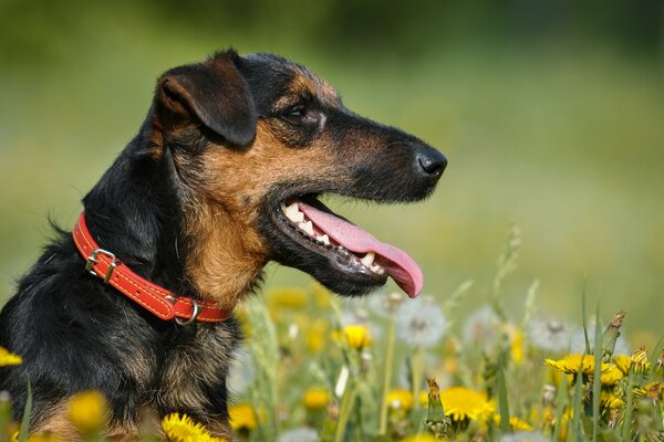 Jagdterrier in summer among dandelions