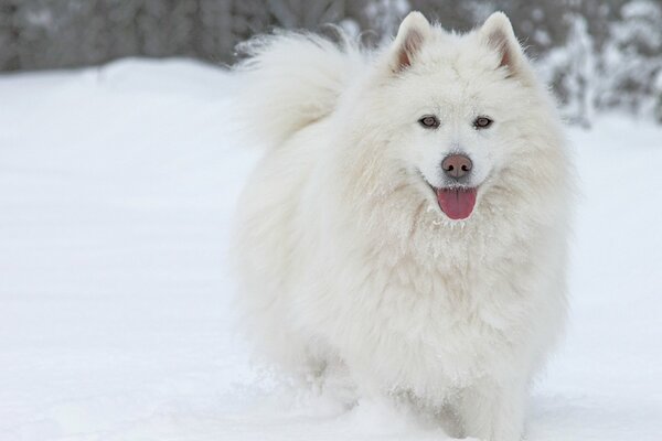 Il cane Samoiedo non si nota immediatamente tra la neve bianca