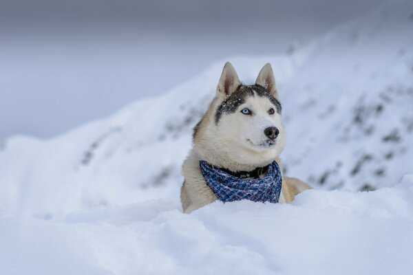 A dog in the snow looking into the distance