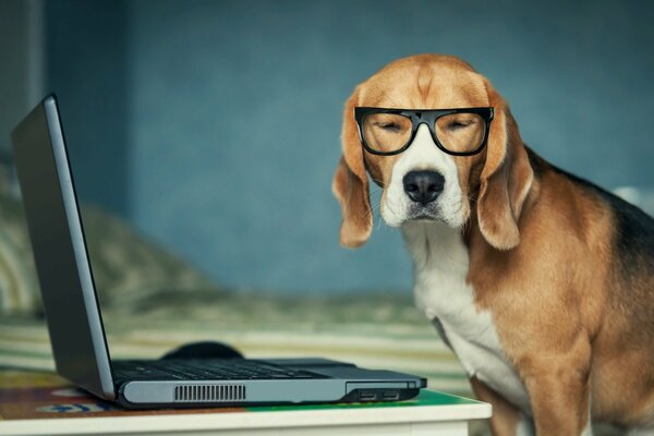 Perro con gafas detrás de una computadora portátil