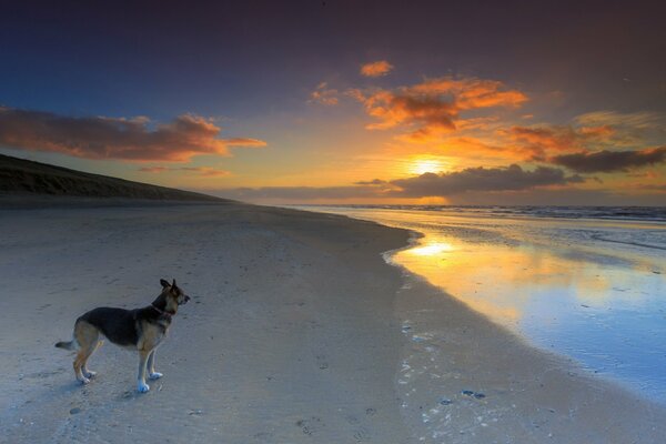 Shepherd dog on the seashore at sunset