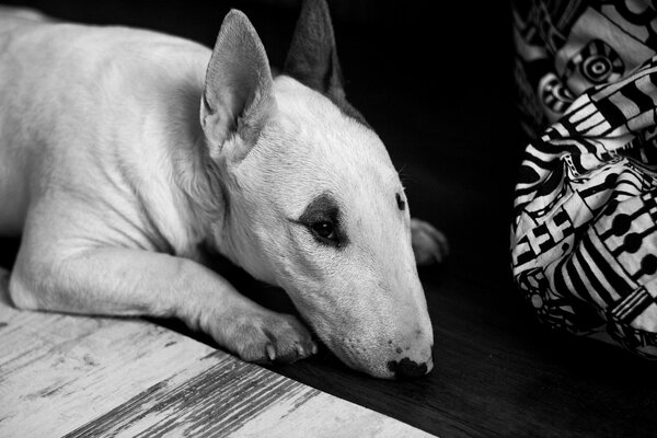 Der schwarz-weiße Bullterrier ist traurig