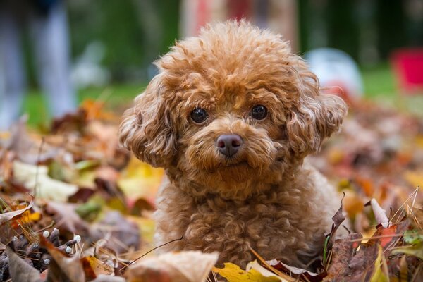 Chiot roux sur le feuillage d automne