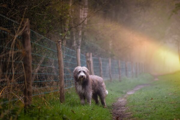 Dog at the fence in the morning