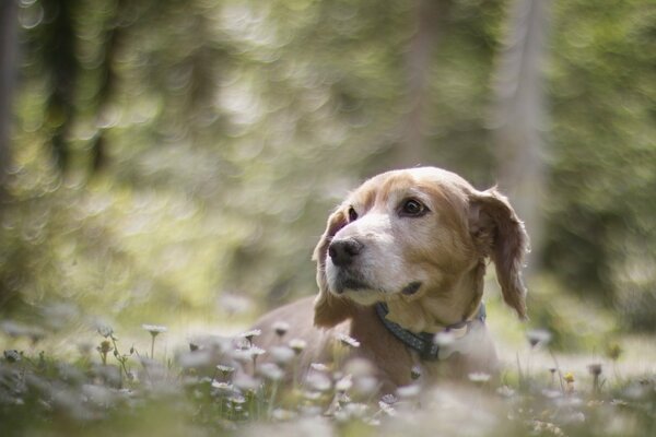 Der Hund ist in der Natur. Der Hund ist der beste Freund des Menschen