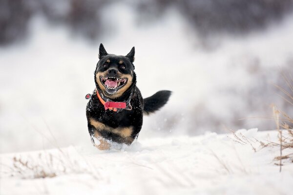 Perro corriendo en la nieve