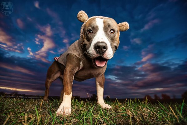 Pit-Bull en veste sur fond de ciel