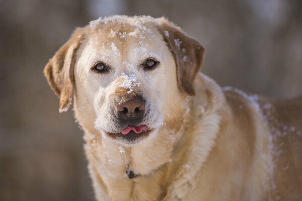 A harsh dog in the snow and frost