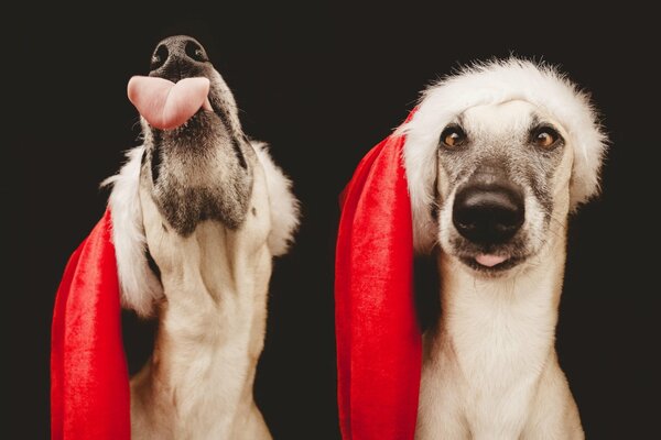 Der Hund trägt eine Sankt-Mütze. Neujahrshund