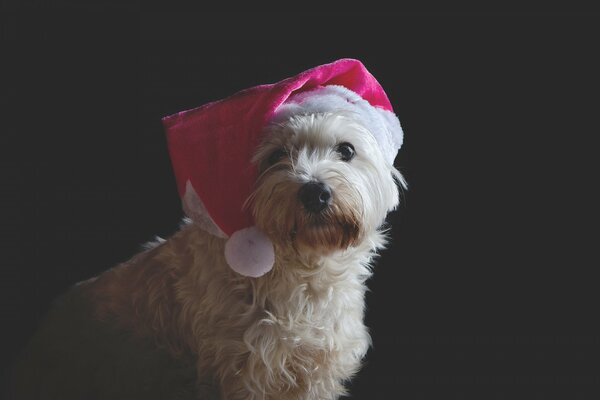 Cute dog in a festive hat