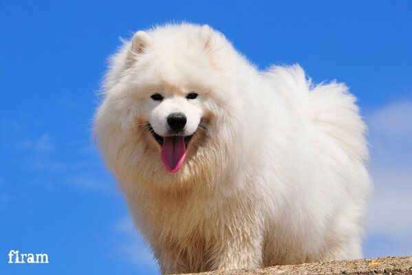 Le chien Samoyède regarde joyeusement