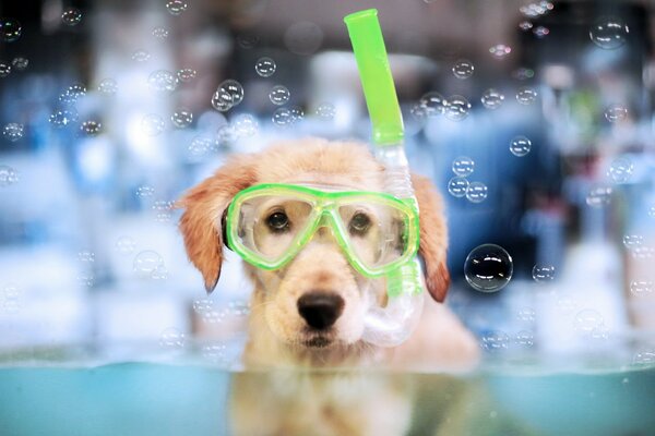 Dog in the pool in a swimming mask