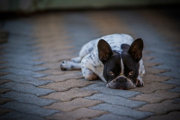 Der traurige Blick einer französischen Bulldogge