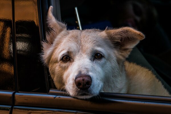 Hund, der aus dem Autofenster schaut