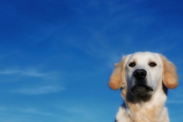 Heller Hund auf blauem Himmelshintergrund