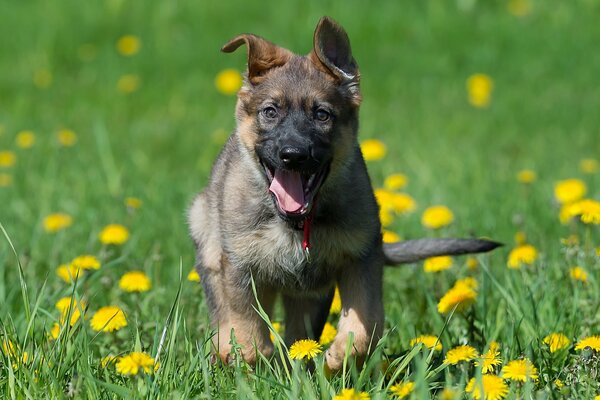 Deutscher Schäferhundwelpe läuft mit Löwenzahn über die Wiese