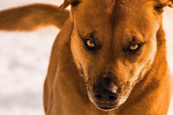 Sguardo arrabbiato del cane