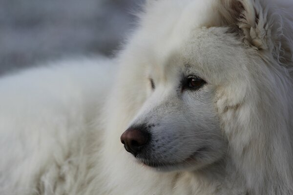 A good - natured dog of the Samoyed breed