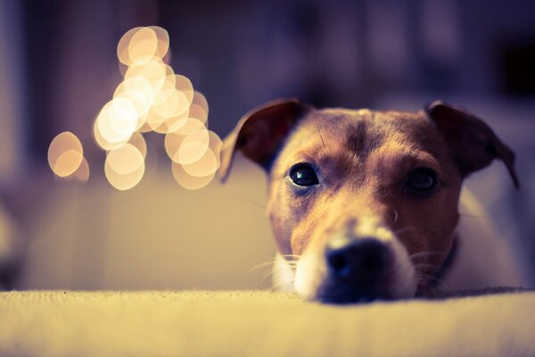 Le regard de chiot d un chiot de bonne humeur