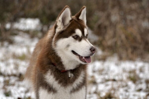 A dog is a friend of a person. a cheerful look