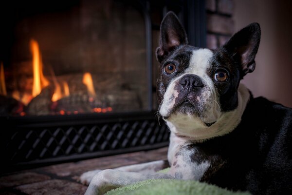 The muzzle of a black and white dog next to the fireplace