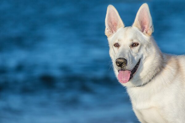 Chien avec la langue pointue sur fond bleu