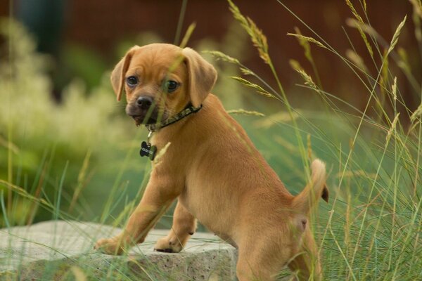 Puppy pugle in piedi nell erba