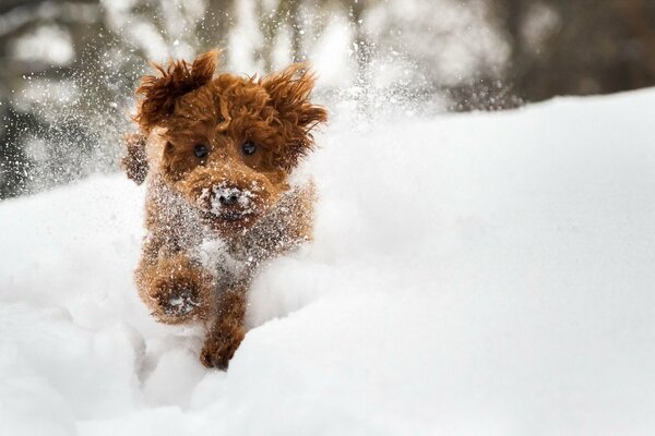 Perro marrón corre a través de la nieve