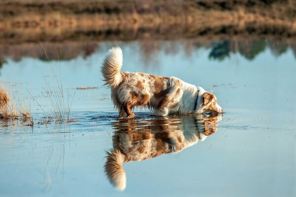 El río es la felicidad para los perros