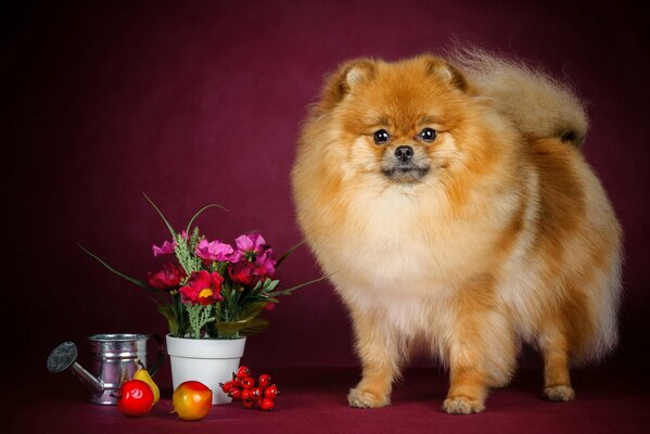 Redhead doggy mit einem bunten Stillleben