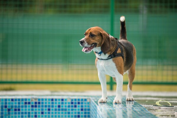 Hund Blick Freund schaut