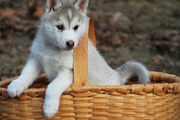 Un cachorro Husky se esconde en una cesta