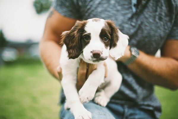 A puppy is a ball of wool, a smart look