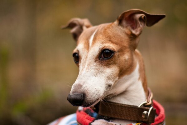 Netter Hund im Kragen in der Natur