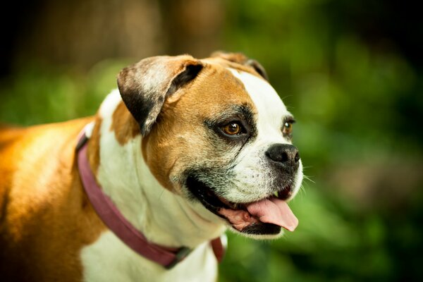 Hund mit der Zunge, die von der Hitze ausgestreckt wurde