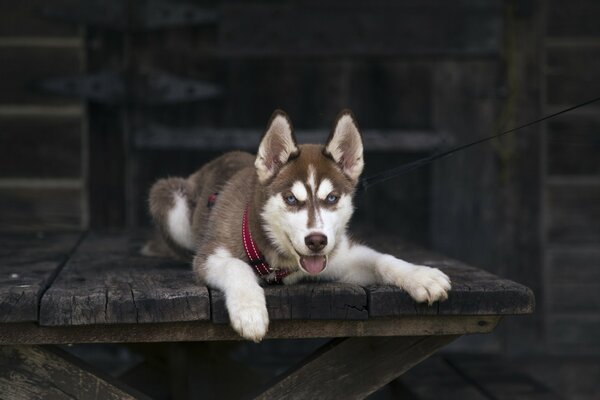 Chien avec un regard intéressant sur les planches