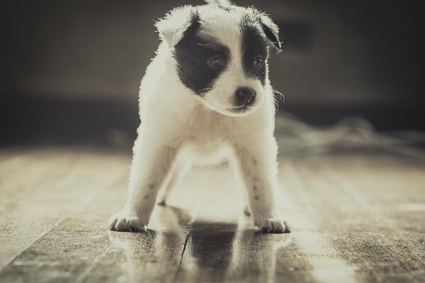 Der Hund ist ein treuer Freund des Menschen