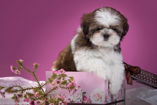 Cucciolo di shih tzu in scatola con fiorimm