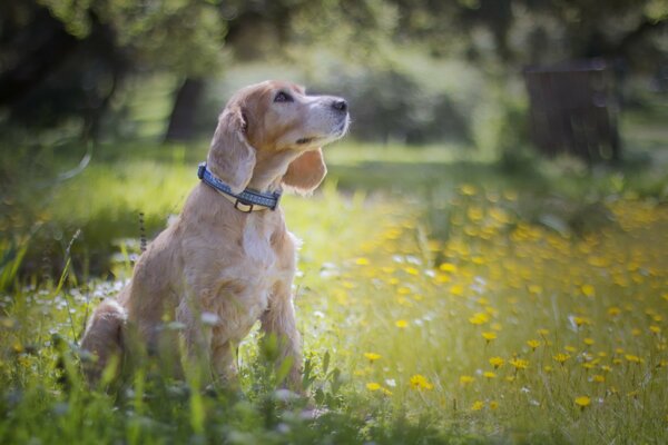 Perro sentado en flores en la naturaleza