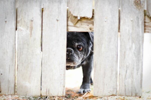 A dog peeks out from under a broken fence